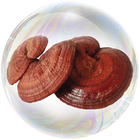 Hongo Reishi