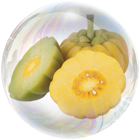 Frutos de Garcinia cambogia