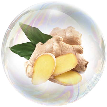 Jengibre (Zingiber officinale)