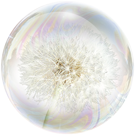 Raíz de diente de león (Taraxacum officinale)
