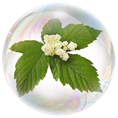 Reina de los Prados (Filipendula ulmaria)