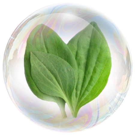 Semillas de plátano (psyllium)